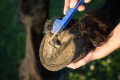 Farrier Treatment for Horse or Pony