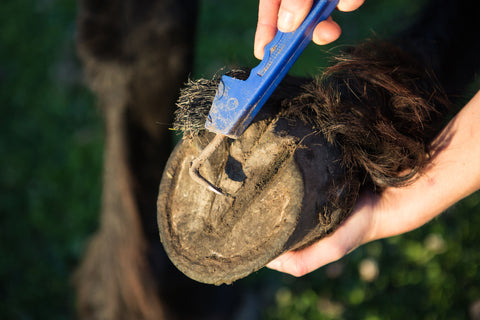 Farrier Treatment for Horse or Pony