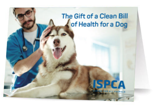 Clean Bill of Health for a Dog