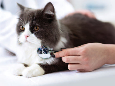 Clean Bill of Health for a Cat